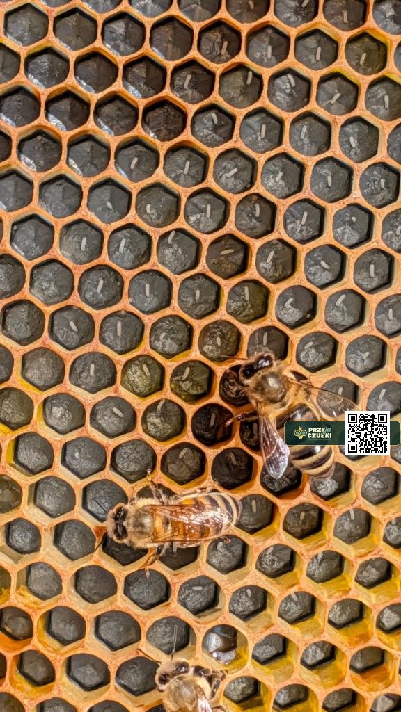 Żółta węza plastikowa w ramce - część miodowa.